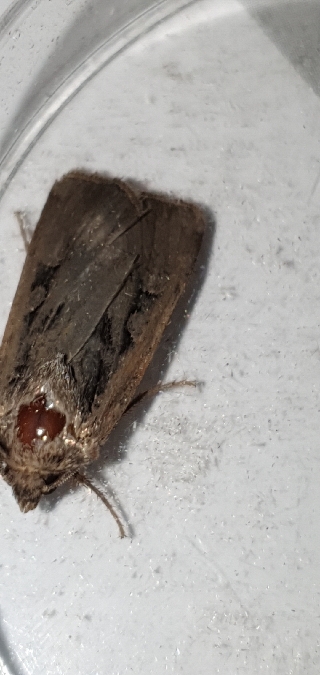 Euxoa sp.  - Melchior Viallet
