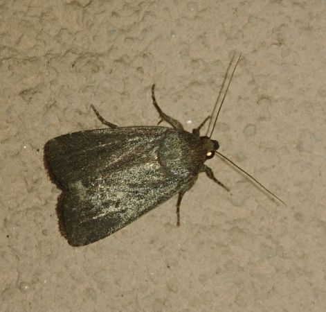 Amphipyra tragopoginis 