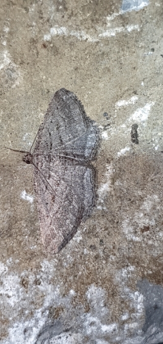 Rhoptria asperaria  - Melchior Viallet