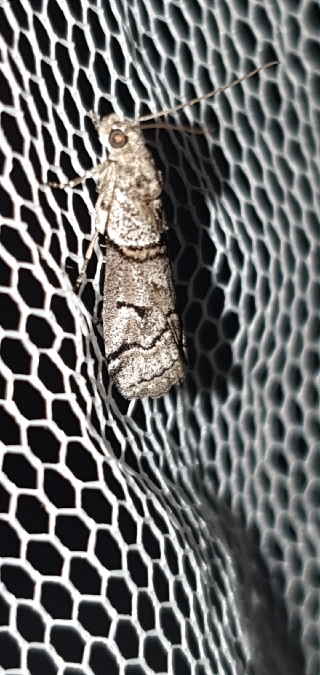 Acrobasis romanella  - Melchior Viallet