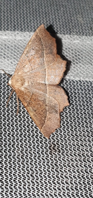 Campaea honoraria  - Melchior Viallet