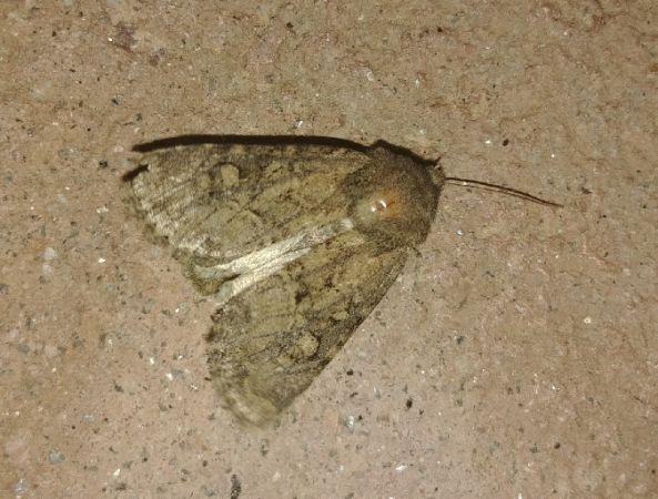 Luperina testacea 