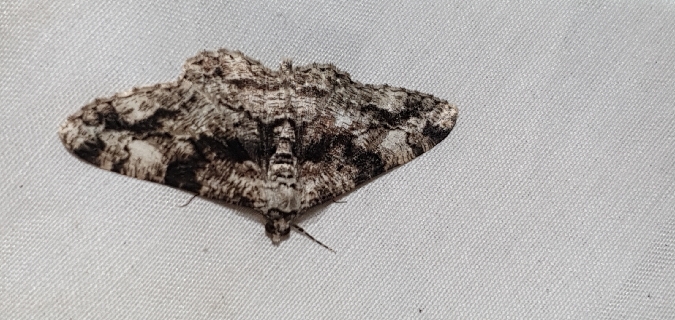 Peribatodes umbraria  - Melchior Viallet