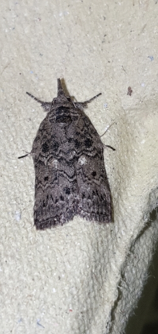 Nycteola columbana  - Melchior Viallet