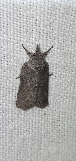 Nycteola columbana  - Melchior Viallet