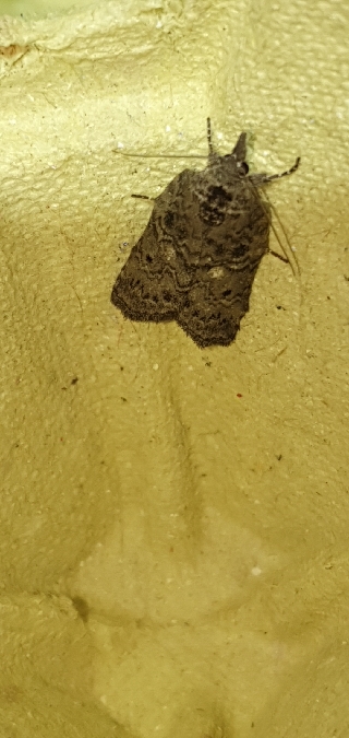 Nycteola columbana  - Melchior Viallet
