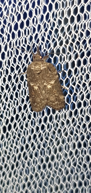 Nycteola columbana  - Melchior Viallet