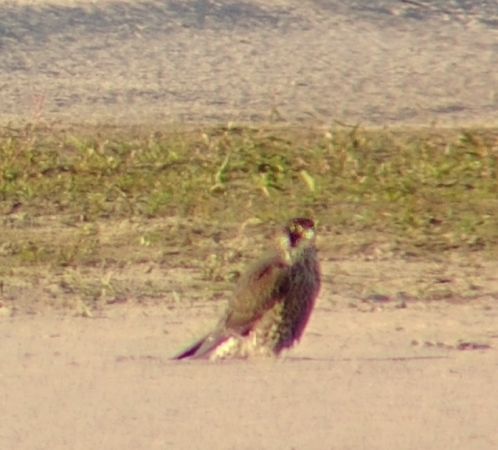 Wanderfalke  - Monika Żochowska