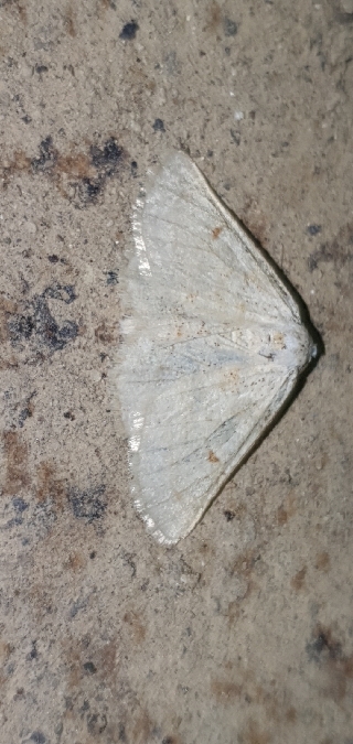 Dyscia penulataria  - Melchior Viallet