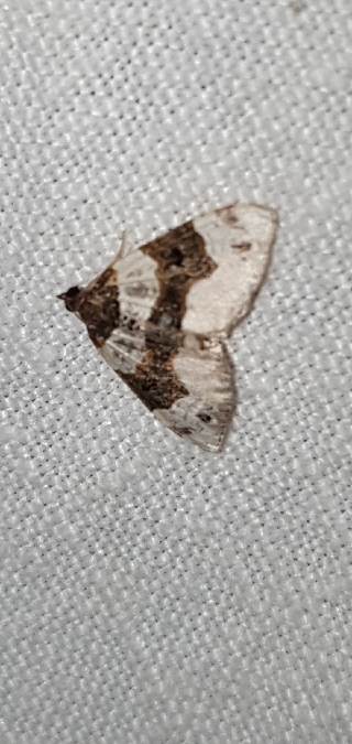 Lynx  - Melchior Viallet