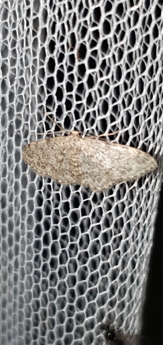 Idaea cervantaria  - Melchior Viallet