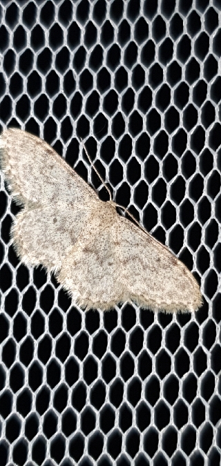 Idaea cervantaria  - Melchior Viallet
