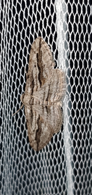 Ecleora solieraria  - Melchior Viallet