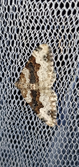 Epirrhoe galiata  - Melchior Viallet