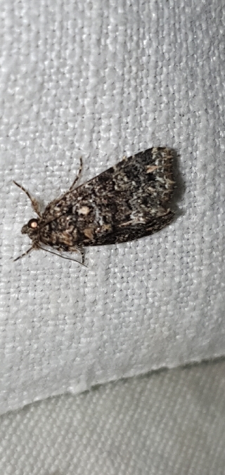 Callopistria latreillei  - Melchior Viallet