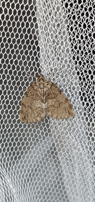 Hydriomena impluviata  - Melchior Viallet