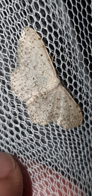 Scopula marginepunctata  - Melchior Viallet