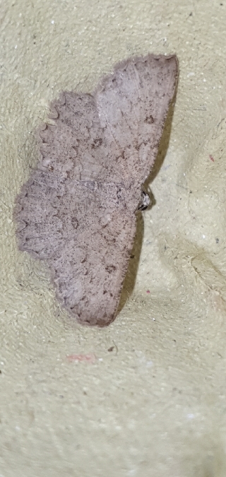 Charissa obscurata  - Melchior Viallet