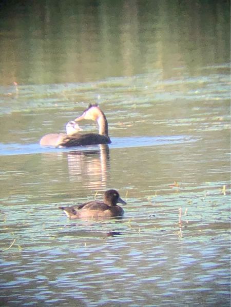 Moorente  - Tomasz Blachucik