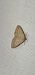 Scopula turbidaria  - Melchior Viallet