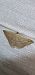 Scopula turbidaria  - Melchior Viallet