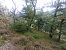 Barbitiste des bois 