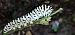Machaon  - Melchior Viallet