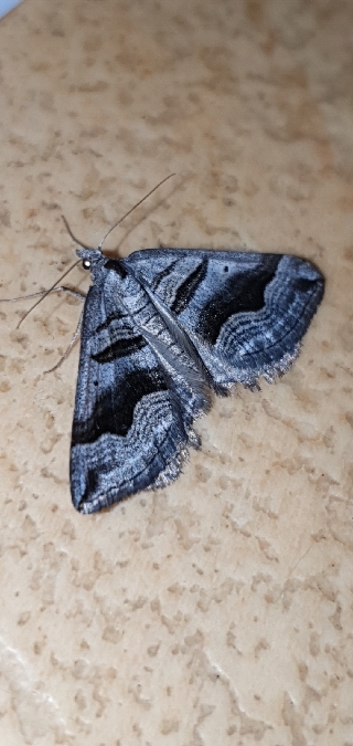 Scotopteryx peribolata  - Melchior Viallet