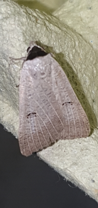 Lygephila craccae  - Melchior Viallet