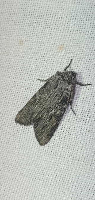 Scotochrosta pulla  - Melchior Viallet