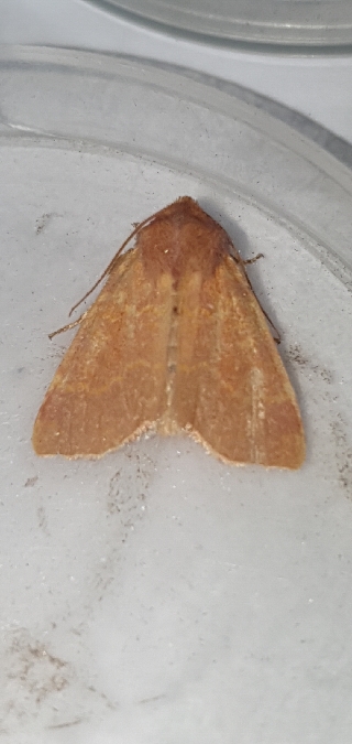 Tiliacea aurago  - Melchior Viallet