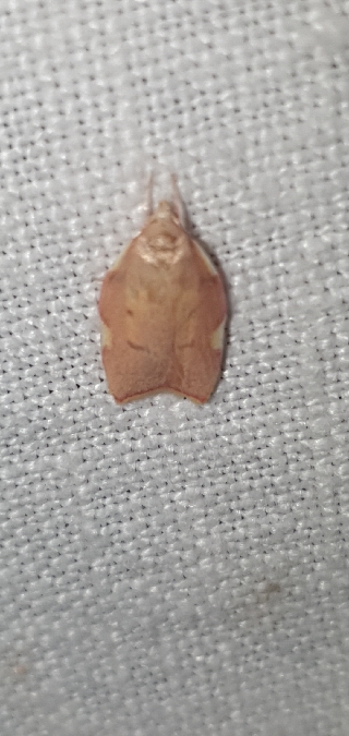 Carcina quercana  - Melchior Viallet