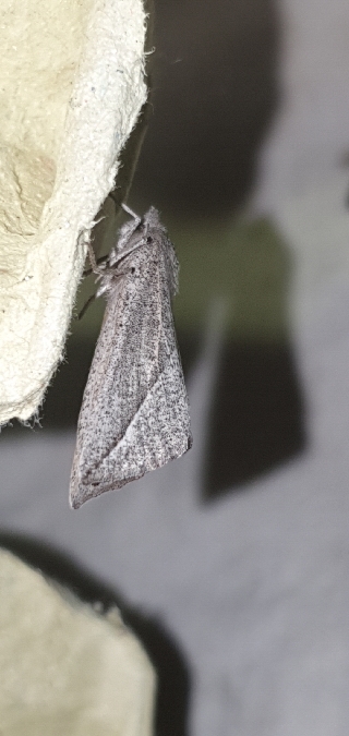 Compsoptera opacaria  - Melchior Viallet
