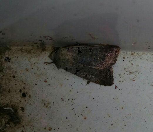 Eugnorisma glareosa  - Thomas Lux