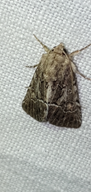 Noctuelle cythérée  - Melchior Viallet