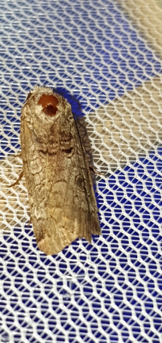 Epilecta linogrisea  - Melchior Viallet