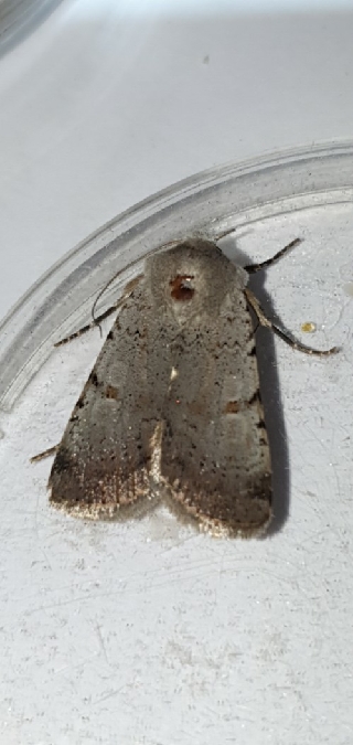 Chersotis margaritacea  - Melchior Viallet