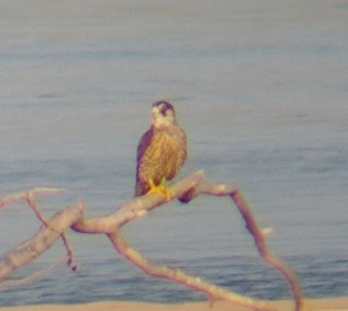 Wanderfalke  - Monika Żochowska