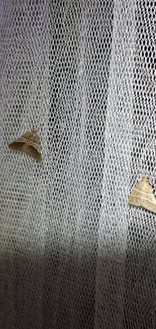 Petrophora narbonea  - Melchior Viallet