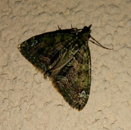 Chloroclysta siterata  - Thomas Lux