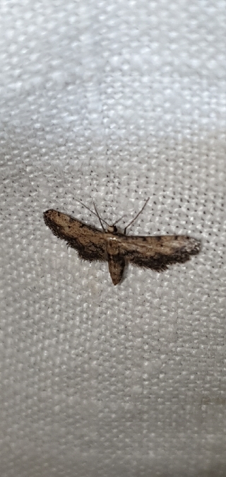 Idaea incalcarata  - Melchior Viallet