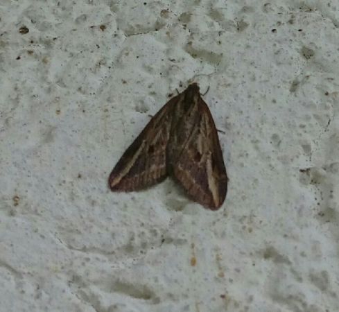 Chesias legatella  - Thomas Lux