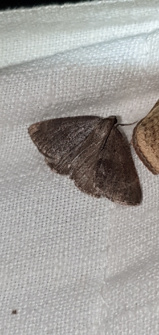 Pachycnemia tibiaria  - Melchior Viallet