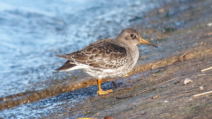 Meerstrandläufer  - Krzysztof Kajzer