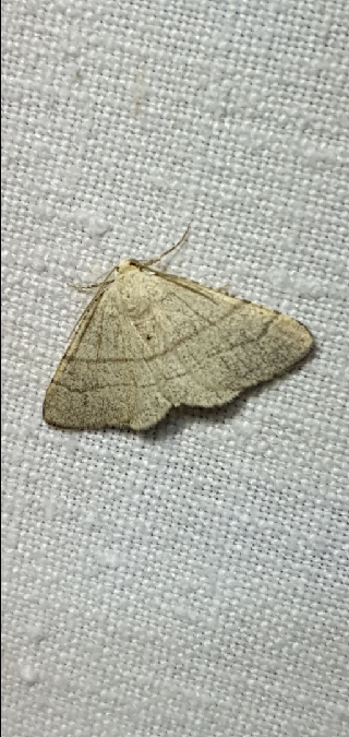 Adactylotis gesticularia  - Melchior Viallet