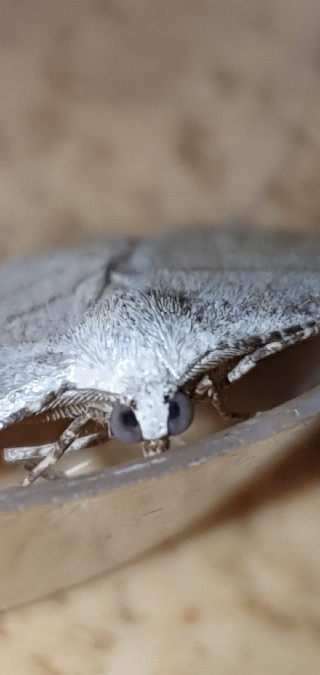 Adactylotis gesticularia  - Melchior Viallet