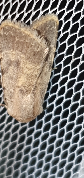 Eremodrina oberthuri  - Melchior Viallet