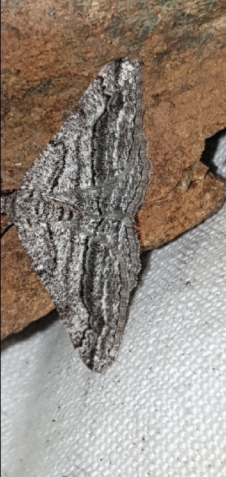 Calamodes occitanaria  - Melchior Viallet