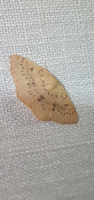 Cyclophora puppillaria  - Melchior Viallet
