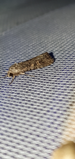 Spodoptera exigua  - Melchior Viallet